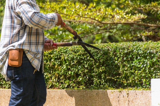 Garden Maintenance Mayfair, Marylebone, W1
